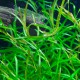 Potamogeton gayi