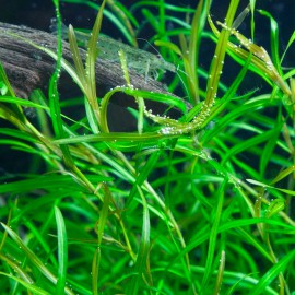 Potamogeton gayi