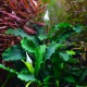 Bucephalandra Wavy Green