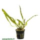 Aponogeton Longiplumolosus en pot Tropica