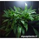 Lagenandra Twaitesii Variegata