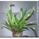 Lagenandra Twaitesii