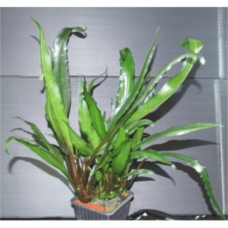 Lagenandra Twaitesii