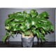 Cryptocoryne Noritoi