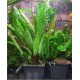 Cryptocoryne Usteriana