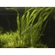 Vallisneria Caulescens