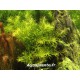 Rotala sp. ''Nanjenshan''