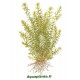 Rotala sp. ''Nanjenshan''