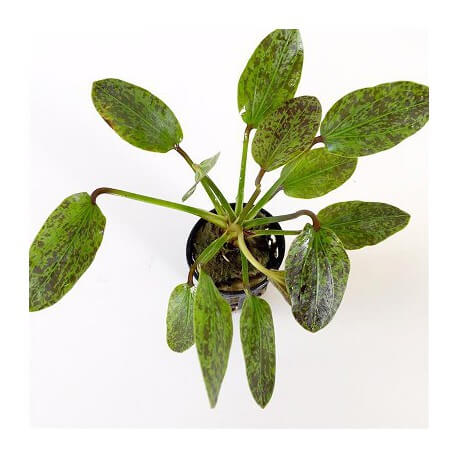 Echinodorus Green Flamed