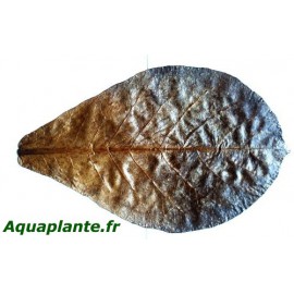 Lot de 5 feuilles de Terminalis Catappa 11-17cm