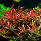 Ammannia praetermissa