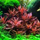 Ammannia praetermissa