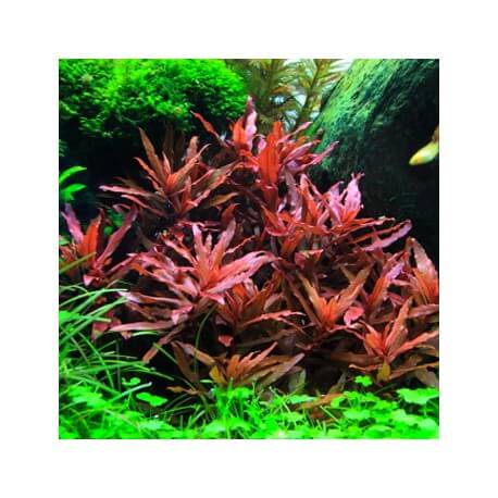 Ammannia praetermissa