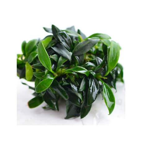 Anubias nana pangolino