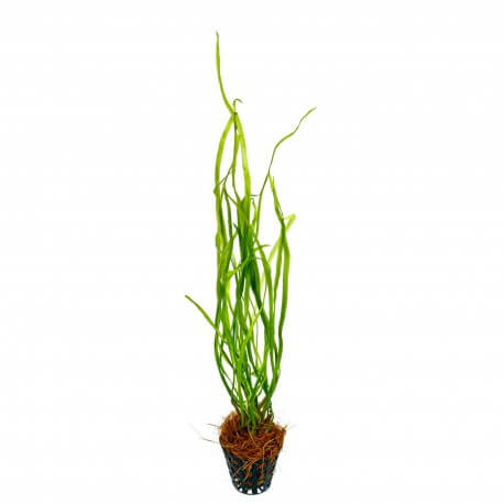 Cryptocoryne sivadasanii