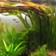 Vallisneria Gigantea "MARMAOR"