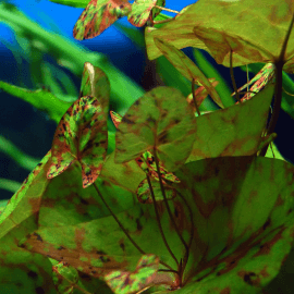 Nymphaea Tigerlotus Red