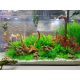 Plante artificielle Mayaca 25cm