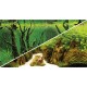 Poster 30X60 Canyon / Woodland