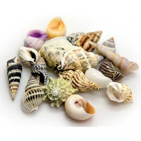Hobby Sea Shells Set S 20Pcs