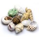 Hobby Sea Shells Set M 10Pcs
