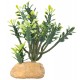 Hobby Euphorbia M 15x7x16 cm