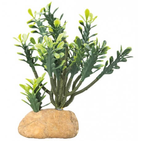 Hobby Euphorbia M 15x7x16 cm