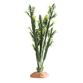 Hobby Euphorbia L 25x10x46cm