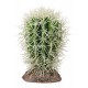 Hobby Cactus Great Basin 8x8x12,5cm