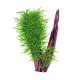 Spiky Moss PREMIUM - Mousse aquatique