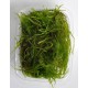 Spiky Moss PREMIUM - Mousse aquatique