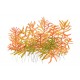 Rotala Vietnam H'ra - Plante colorée pour aquarium