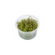 Rotala Vietnam H'ra - Plante colorée pour aquarium