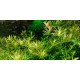 Rotala Vietnam H'ra - Plante colorée pour aquarium