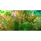 Rotala Vietnam H'ra - Plante colorée pour aquarium