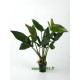 Anubias Hastifolia Pied Mère