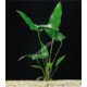 Anubias Hastifolia Pied Mère