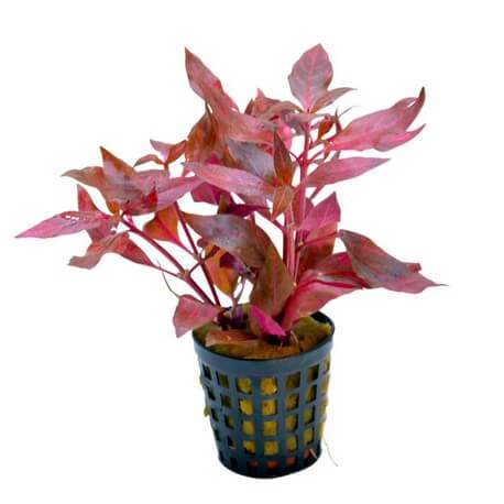 Alternanthera Cardinalis Variegata