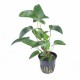 Anubias Gracilis PREMIUM
