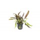 Cryptocoryne Usteriana PREMIUM