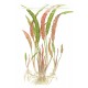 Cryptocoryne Usteriana PREMIUM