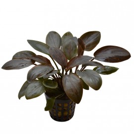 Lagenandra Meeboldi