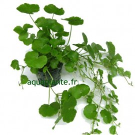 Hydrocotyle Leucocephala