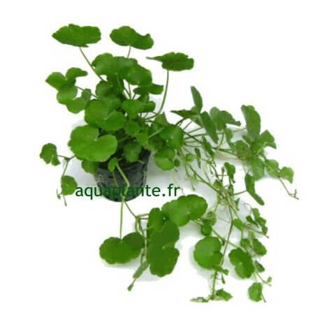 Hydrocotyle Leucocephala