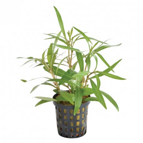 Hygrophila sp Araguaia