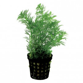 Limnophila Sessiliflora