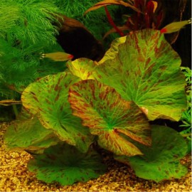 Nymphaea Tigerlotus Green PREMIUM - Plante d'aquarium à bulbe