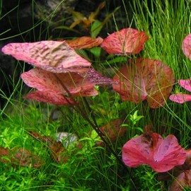 Nymphaea Tigerlotus Red