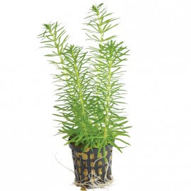 Pogostemon Erectus