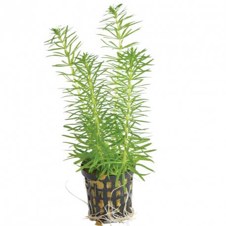 Pogostemon Erectus